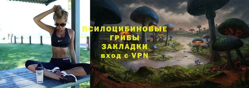 где продают   Порхов  Псилоцибиновые грибы Psilocybe 